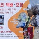 남당야채