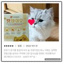 우진비앤지(주) | 아기고양이구토를 해결하기 위한 필수 체크사항