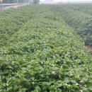 남율농장 이미지