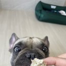 댕댕이점빵 이미지