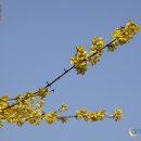 개나리온천 이미지