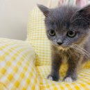 유펫 일산점 | 외로움을 달래준 먼치킨레가퍼