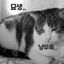 블리스캣 이미지