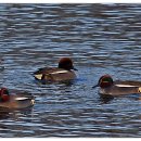 오리 날다 이미지