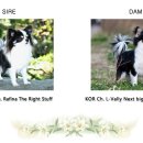 윈터펠 치와와 이미지