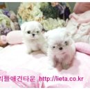 리틀애견타운 이미지