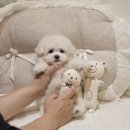 강아지산책 | 계룡강아지분양 미니비숑 하라