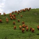 대곡목장 이미지