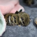 경기북부야생동물구조관리센터 이미지