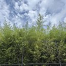 솔숲빌라 | 강릉] 2박3일 부모님과 여행(1) _ 오죽헌, 하월당, 안목해변, 보사노바 강릉점, 만선 감자옹심이, 솔숲빌라