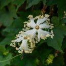 하늘타리 이미지