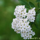 그대 강물처럼 흘러가라 이미지