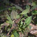 미리내캠프 이미지