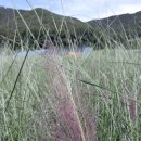 아열대 작물이 뜬다 (104)-핑크뮬리(분홍쥐꼬리새) 이미지