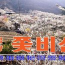 3월 16일(토) 전남 광양 매화 산수유 축제(꽃구경가요) 이미지