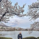 연지공원역 1번출구 | 김해 연지공원 벚꽃과 튤립 실시간 개화 상황 및 주차, 김해 벚꽃 명소