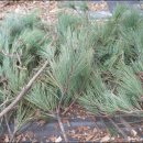 지푸라기농장 이미지