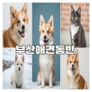 부산애견동반 여행지 추천과 이용후기