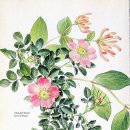 보태니컬 드로잉 이미지