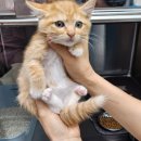 해운대도그워커 이미지