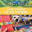 똑똑 애견유치원 | [상도동/강아지 유치원] 노량진 애견 유치원 후기 / 동작구 반려견 유치원 프로그램 "설 기념 포토존...