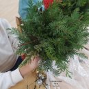 변동초교병설 이미지