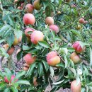 추희 왕자두 착한가격 세일 빠른 무료배송 이미지