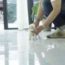 석전동144 | 석전동강아지분양 유앤미펫김해점에서 분양후기