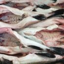 유통복어 이미지