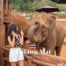엘리 | 치앙마이 코끼리투어 추천 엘리핀팜 위치 재방문 후기