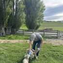 뉴질랜드 남섬 여행 :: 동물농장 레이크 테카포 페팅 주 lake tekapo petting zoo 후기