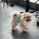 언니네 펫 이미지