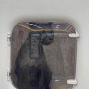 냥이네 목욕탕 이미지