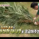 편식쟁이 팬더 러바오의 원픽 대나무 찾기 대장정 이미지