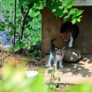 광전1리 이미지