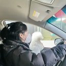 아이앤독 이미지