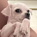 맡겨주개 이미지