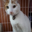 대동농원(염소) 이미지