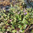 풀꽃농장 이미지