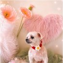 Coco Grooming 네이버블로그