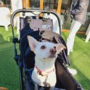 오디가개 이미지