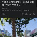 도살장 끌려가던 돼지…트럭서 떨어져 20분간 도로 활보 이미지