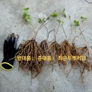 큰꽃으아리 대품외/참으아리/홀아비꽃대/참나물/미나지(영아자)감자난초/앵초 이미지