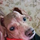 고고하개 이미지