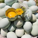 숲속농장 이미지