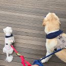 동탄중앙동물병원 이미지