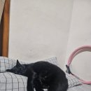 쿵푸팬더 훠궈 이미지