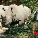 코뿔소 이미지