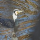 수원-0104 이미지