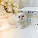 미오미오 고양이분양 | 🐾 아기 고양이 분양 후기｜처음 분양자에게 전하는 조언